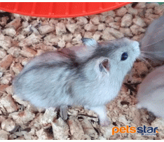 Campbell's Dwarf Hamster